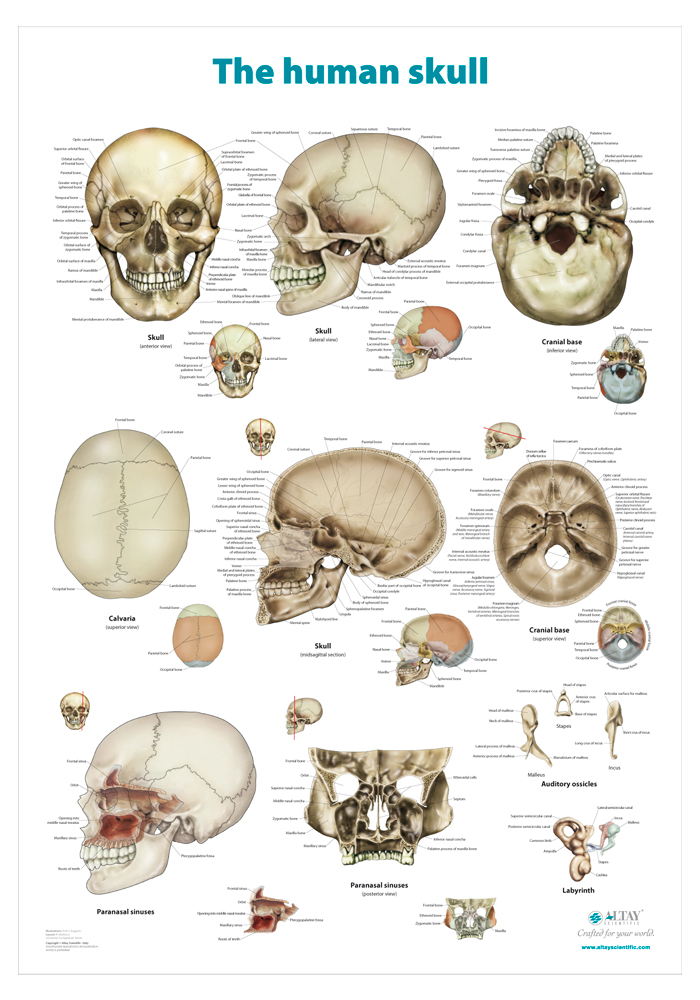 The Human Skull Anatomical Wall Chart Altay Scientific