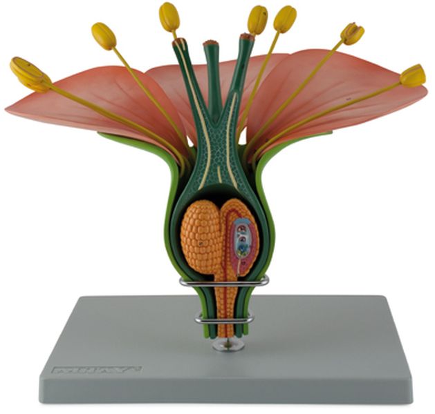 Hermaphrodite Dicot Flower code 6310.06 Altay Scientific