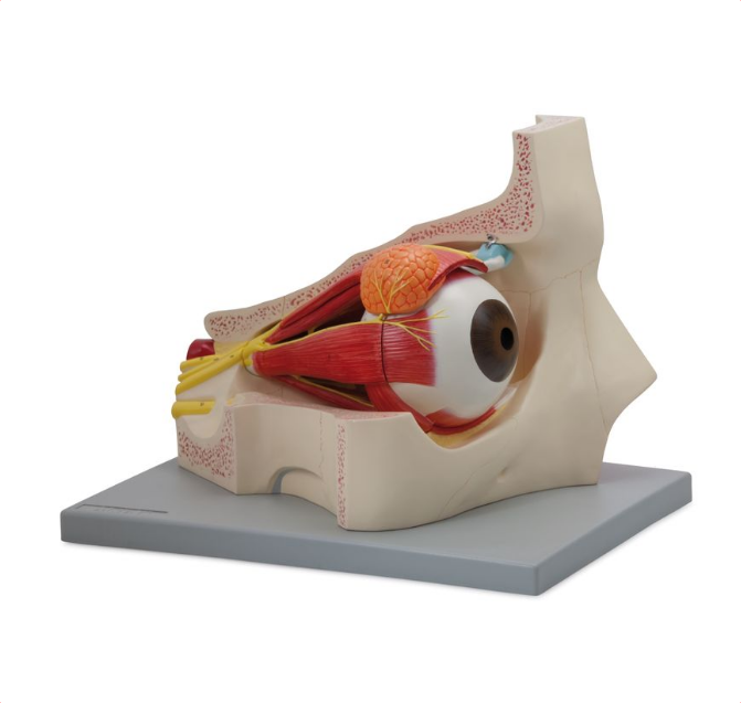 【美品】Atlas of Oculoplastic and Orbital Atlas of Oculoplastic and Orbital Surgery: 9781496390813